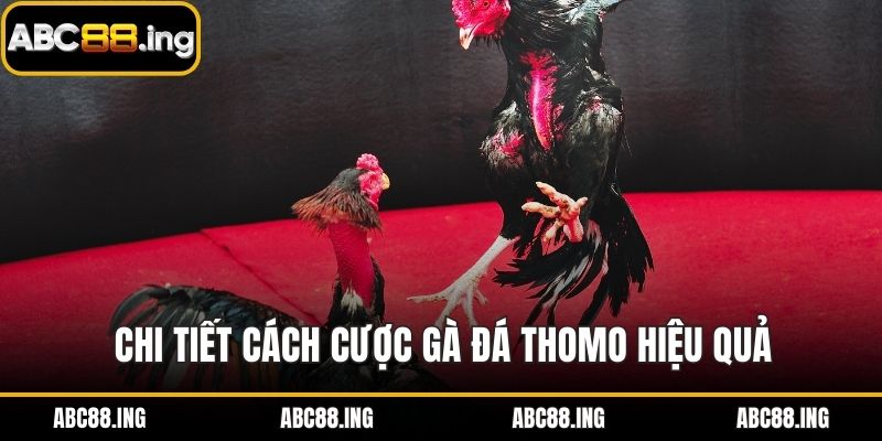 Chi tiết cách cược gà đá thomo hiệu quả