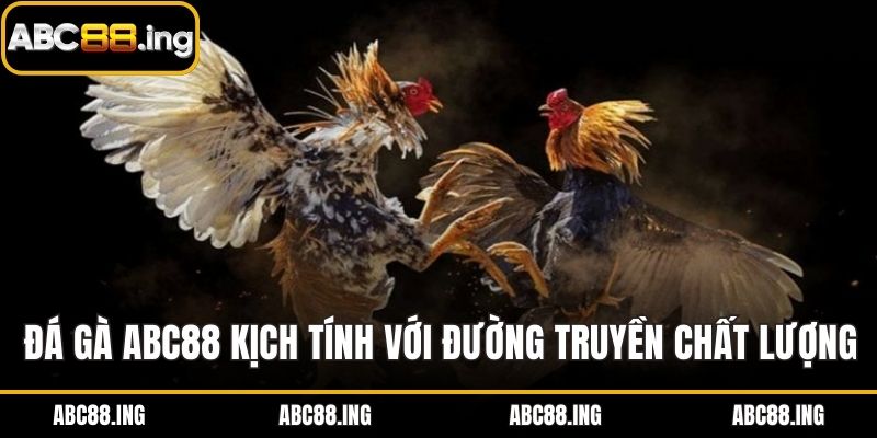 Đá gà ABC88 kịch tính với đường truyền chất lượng