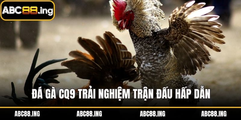 Đá gà CQ9 trải nghiệm trận đấu hấp dẫn và minh bạch