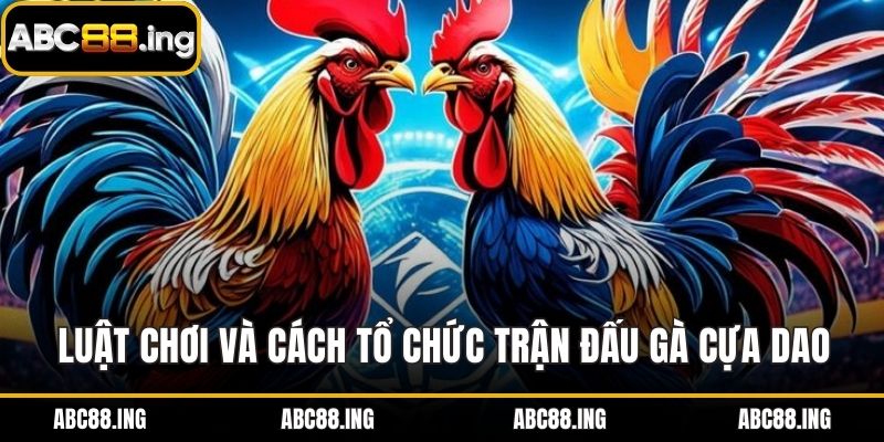 Luật chơi và cách tổ chức trận đấu gà cựa dao