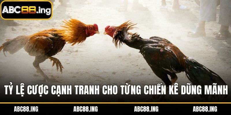 Tỷ lệ cược cạnh tranh cho từng chiến kê dũng mãnh